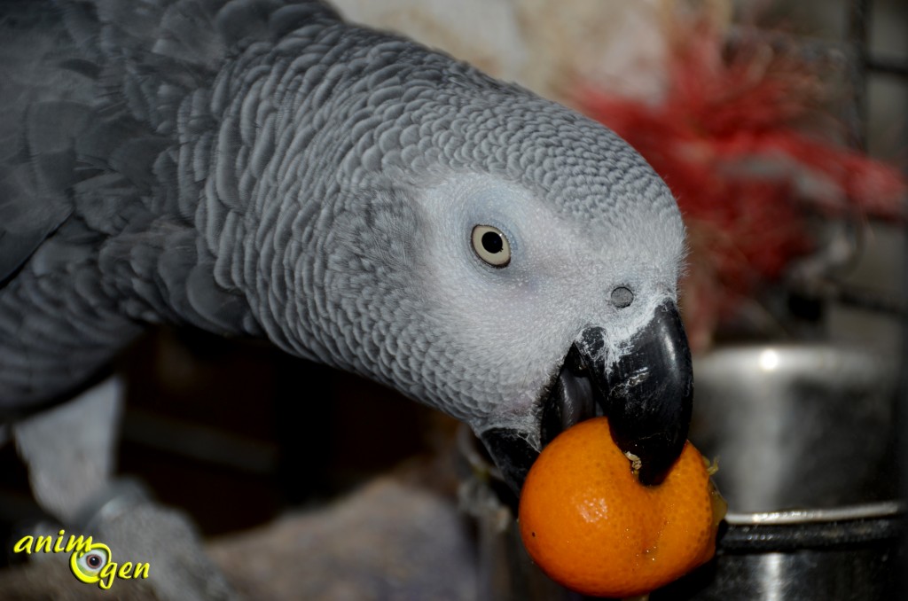 Avec le kumquat, offrons l'orange d'or à nos perroquets