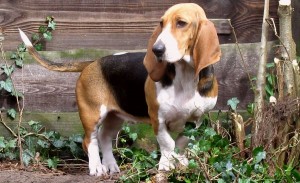 Le Basset artésien normand (origine, caractère, éducation)