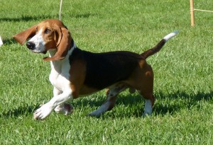 Le Basset artésien normand (origine, caractère, éducation)