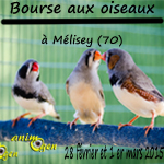Bourse aux oiseaux à Mélisey (70), du samedi 28 février au dimanche 1 er mars 2015