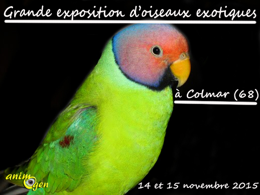 Grande exposition d'oiseaux exotiques à Colmar (68), du samedi 14 au dimanche 15 novembre 2015