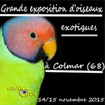 Grande exposition d'oiseaux exotiques à Colmar (68), du samedi 14 au dimanche 15 novembre 2015