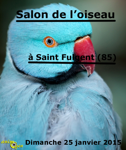Salon de l’oiseau à Saint Fulgent (85), le dimanche 25 janvier 2015