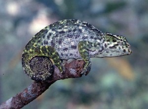 Le Caméléon de Fischer, ou  Bradypodion fischeri (anciennement Kinyongia fischeri)