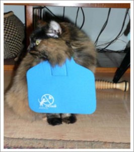 Accessoire : le CatBib, collier qui limite la prédation des chats