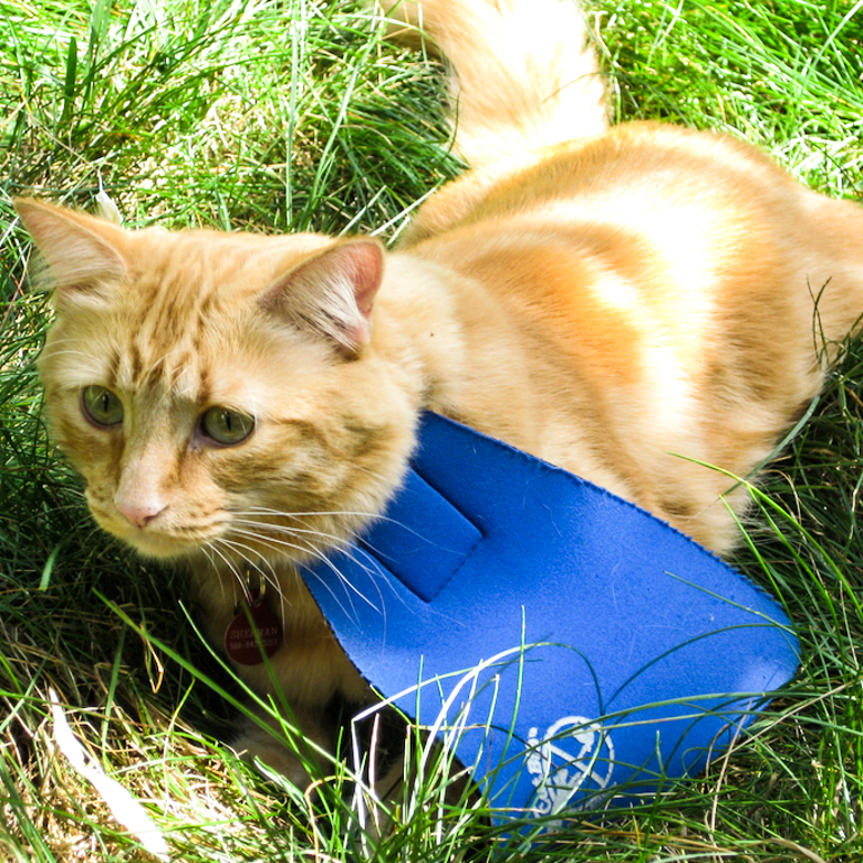 Accessoire : le CatBib, collier qui limite la prédation des chats