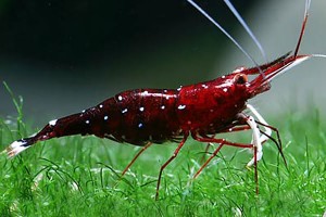 La crevette Cardinale, ou Caridina dennerli