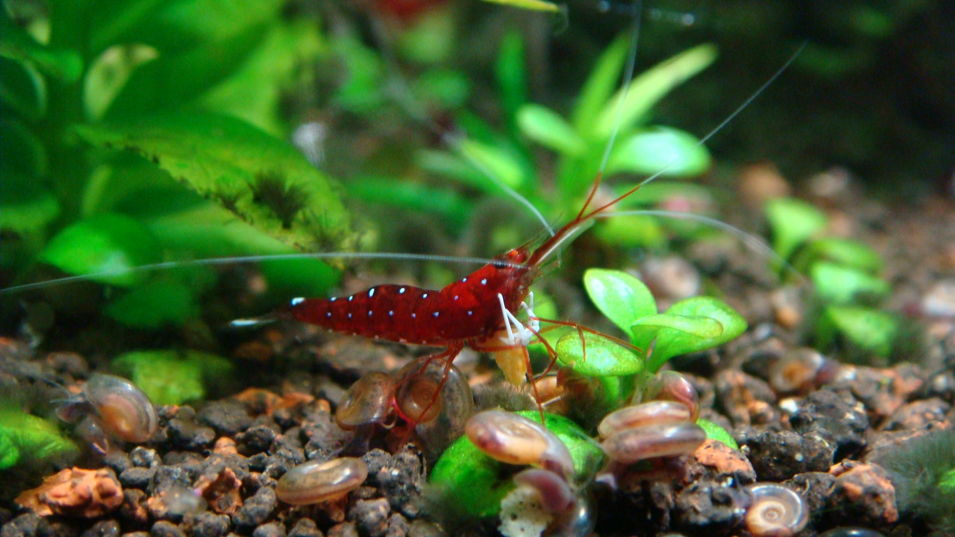 La crevette Cardinale, ou Caridina dennerli