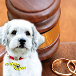 Législation : que devient un chien lorsque ses maîtres divorcent ?