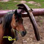 Santé : la perte de fer chez le cheval (causes, conséquences, prévention)