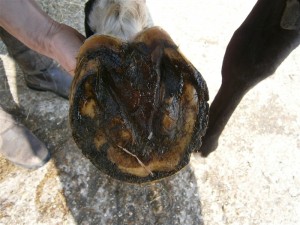Santé : la perte de fer chez le cheval (causes, conséquences, prévention)