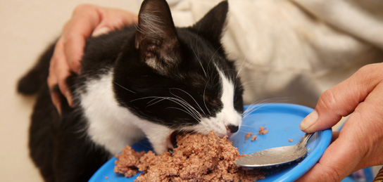Obésité et diabète félin : une nouvelle méthode de maîtriser l'apport alimentaire de nos chats ?