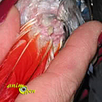 Santé : la glande uropygienne, emplacement, fonctions et pathologies chez les perroquets
