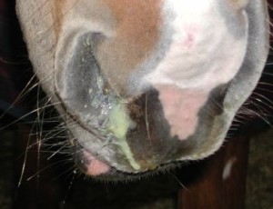 La gourme, ou angine du cheval (causes, symptômes, traitement)