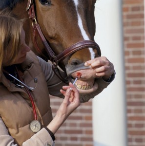 La gourme, ou angine du cheval (causes, symptômes, traitement)
