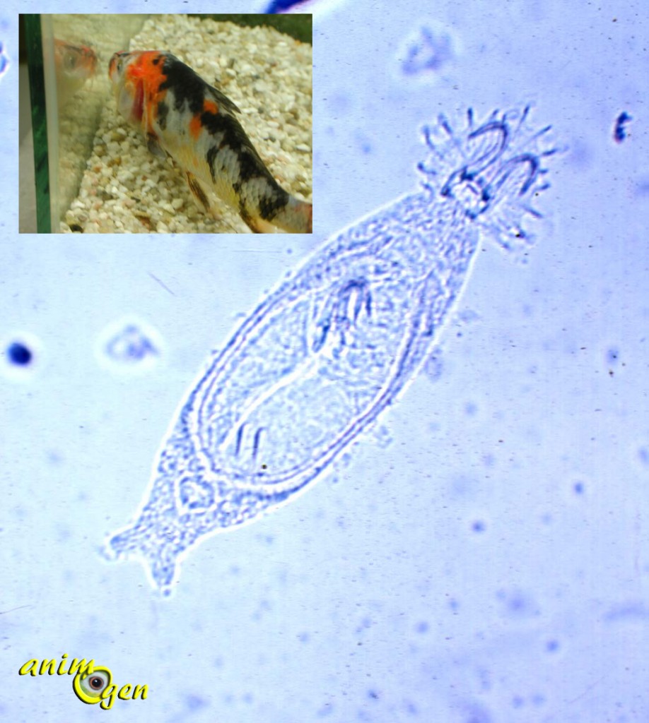 Parasites externes des poissons d'eau douce : douves (Gyrodactylus) et gyrodactylose