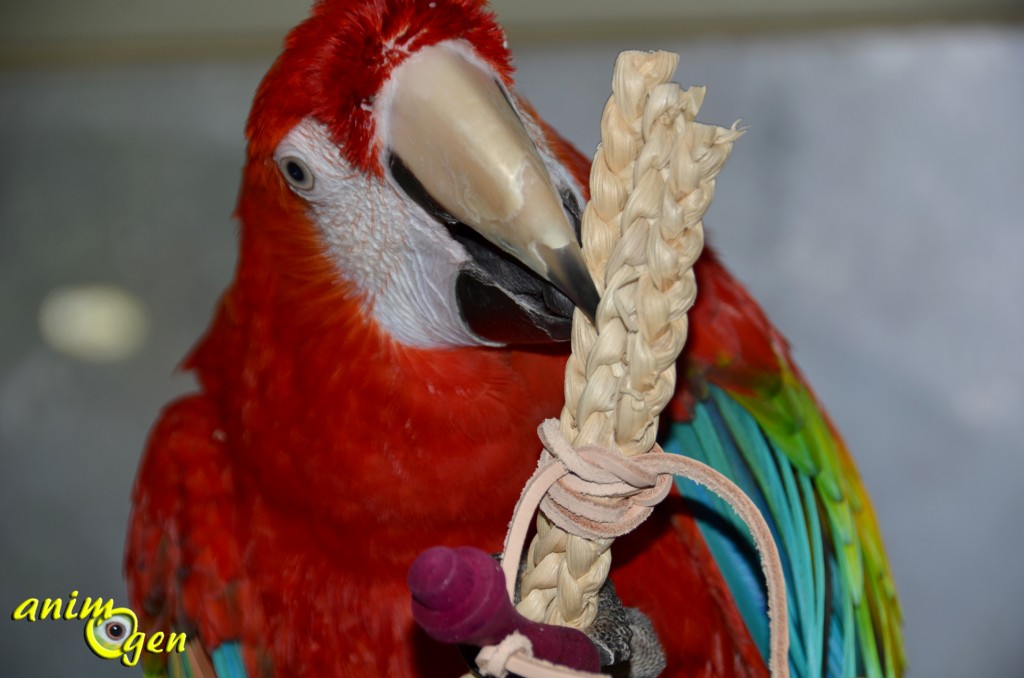 Jouet de patte pour perroquets : Corn Sheaf (test, avis, prix)