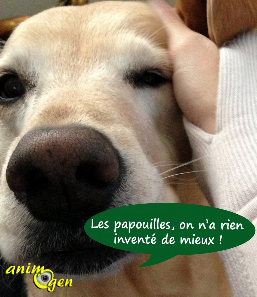 Comportement canin : "tais-toi et gratte !"  (savoir communiquer avec son chien)