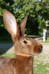 Le lièvre belge, ou lapin lièvre, le pur sang des lapins