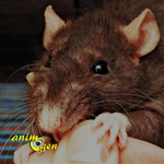 Comportement : la morsure chez les rats (causes, conditionnement, prévention)