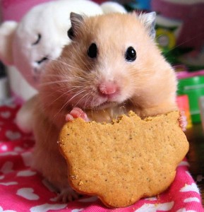 Pourquoi les hamsters stockent-ils leur nourriture ?