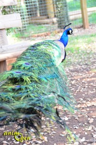 Le paon bleu, Pavo cristatus, oiseau sacré d'Inde
