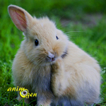 Parasites externes : les puces chez le lapin (traitements, prévention, précautions)