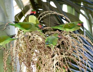 Perroquets du monde : les loris et perruches d'Asie du Sud-Est