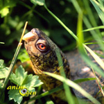 Les plantes sans danger pour les tortues d'eau (liste)