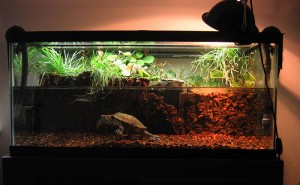 Peut-on installer des plantes dans le bac d'une tortue d'eau ? 