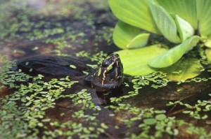 Peut-on installer des plantes dans le bac d'une tortue d'eau ? 