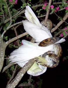 Le Cacatoès à huppe jaune, proie des pythons en Australie