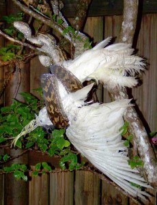 Le Cacatoès à huppe jaune, proie des pythons en Australie