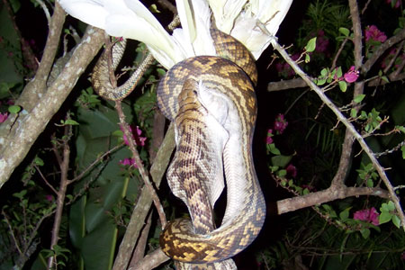 Le Cacatoès à huppe jaune, proie des pythons en Australie