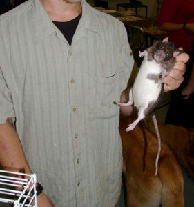 Comportement : l’immobilité tonique, ou inhibition paroxysmale chez le rat (cause, rôle, conséquences)