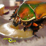 Alimentation : préparez une gelée de fruits "maison" pour vos scarabées (recette)