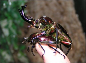 Le Phalacrognathis Muelleri, une Lucane arc-en-ciel