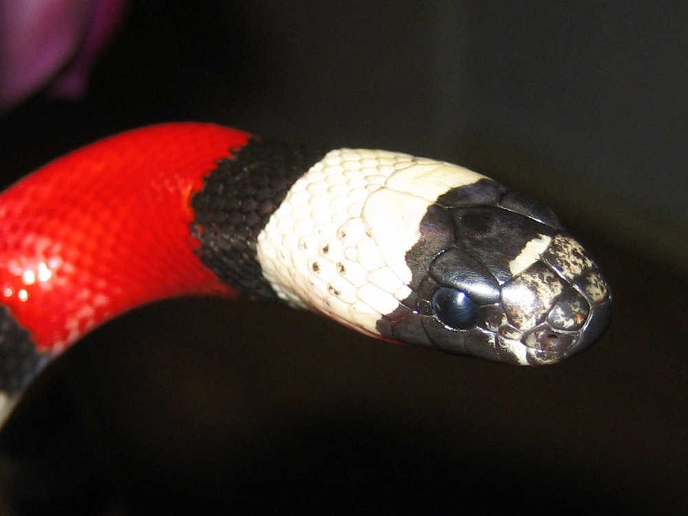 Le serpent de lait de Campbell (Lampropeltis triangulum campbelli) la beauté du serpent corail sans les conséquences