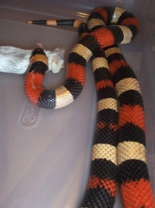 Le serpent du lait de Campbell (Lampropeltis triangulum campbelli), la beauté du serpent corail sans les conséquences