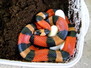 Le serpent de lait de Campbell (Lampropeltis triangulum campbelli) la beauté du serpent corail sans les conséquences