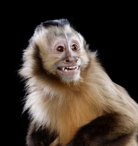 Le singe capucin (Cebus capucinus), beauté et fragilité d'une espèce en danger