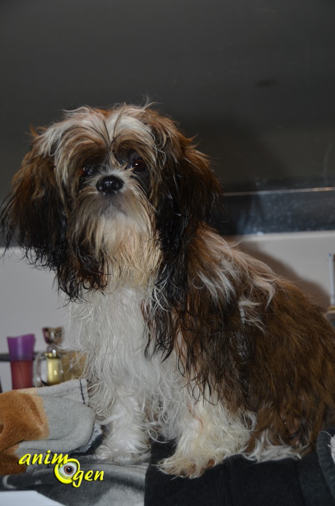 Le toilettage du Shih Tzu et du Lhassa Apso, une organisation au poil