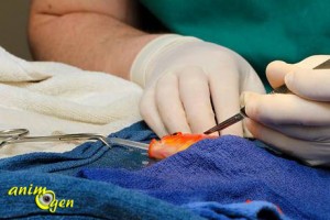 Santé : retrait d'une tumeur sur un poisson rouge (opération en images)