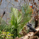 Volière extérieure : idée de réalisation d'un espace végétalisé pour gris du Gabon et du Timneh