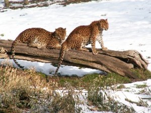 Comment les animaux passent-ils l'hiver dans les zoos ?