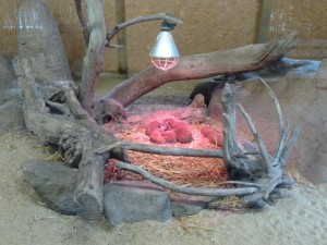 Comment les animaux passent-ils l'hiver dans les zoos ?