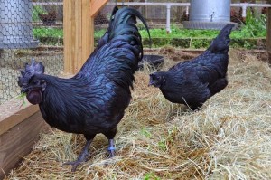 L’Ayam Cemani, une Lamborghini dans votre poulailler