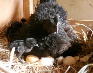 L’Ayam Cemani, une Lamborghini dans votre poulailler