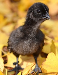 L’Ayam Cemani, une Lamborghini dans votre poulailler