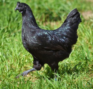 L’Ayam Cemani, une Lamborghini dans votre poulailler